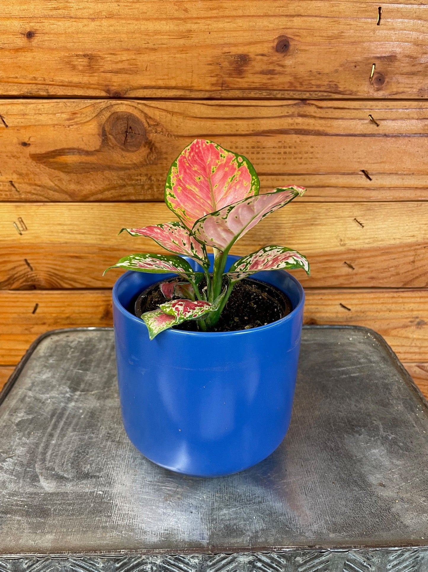 Aglaonema diamond ("Red")