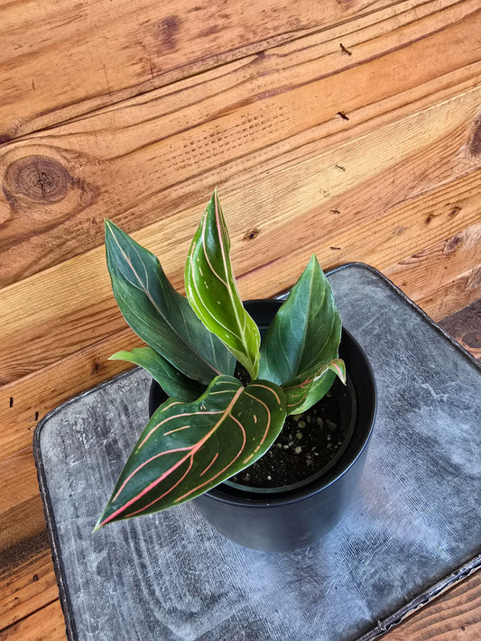 Aglaonema vein ("Red")