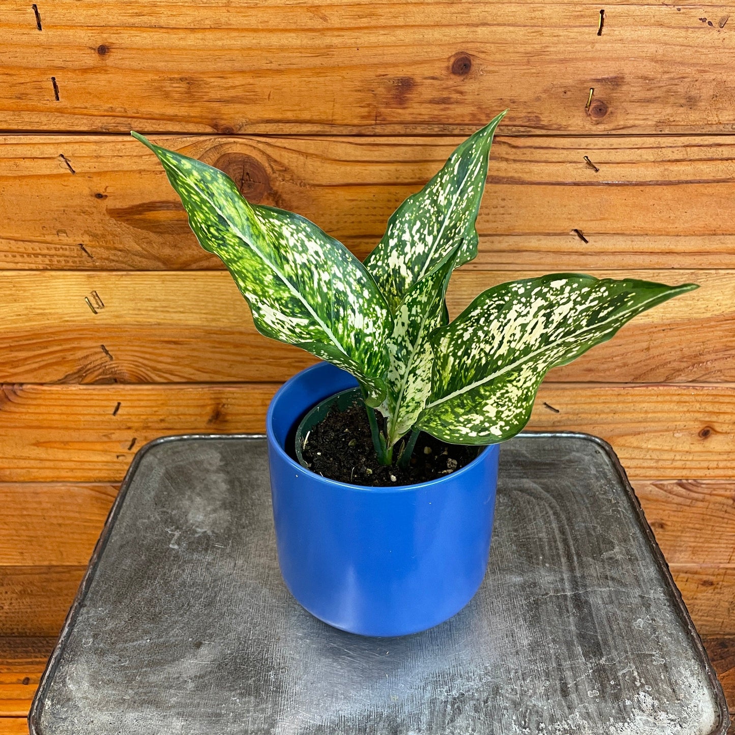 Aglaonema ("Snow White")