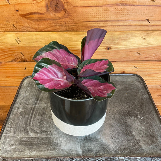 Calathea roseopicta ("Rosy")