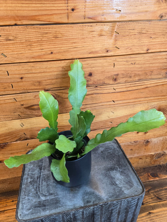 Epiphyllum anguliger ("Beavertail Orchid Cactus")