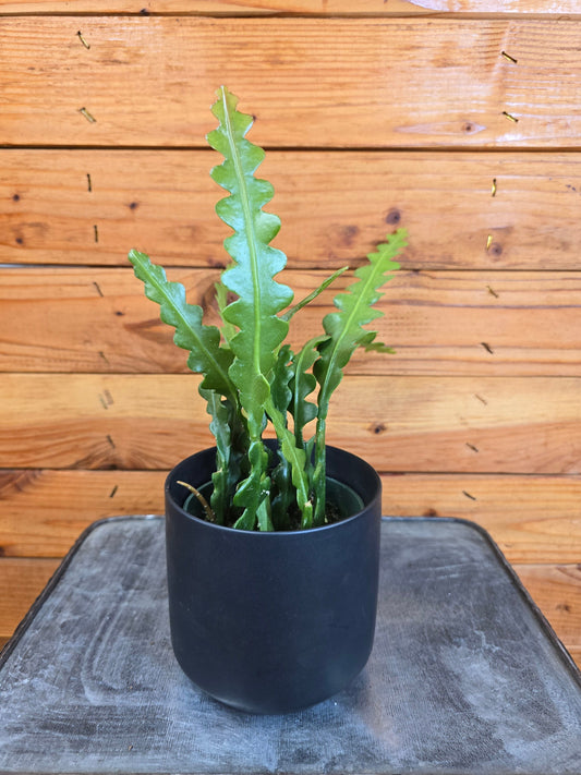 Epiphyllum anguliger ("Ric Rac Cactus")