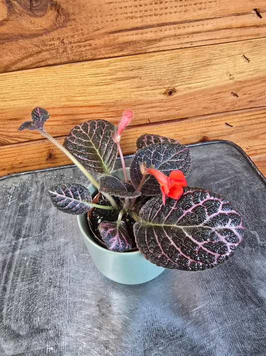 Episcia cupreata ("Copper")