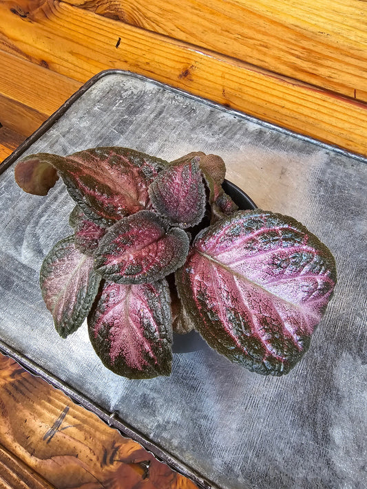 Episcia ("Purple Rain")