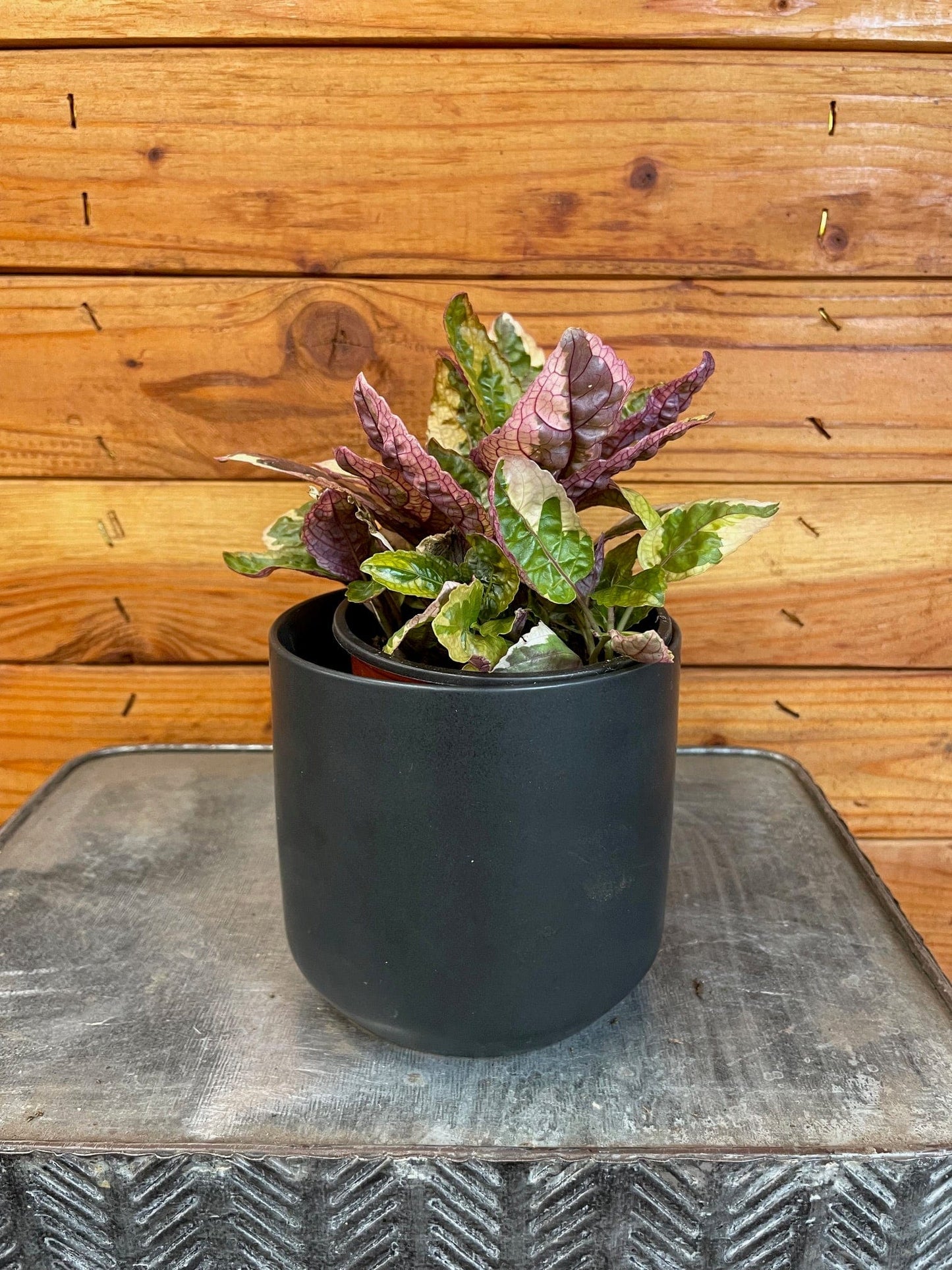 Hemigraphis waffle ("Variegated")