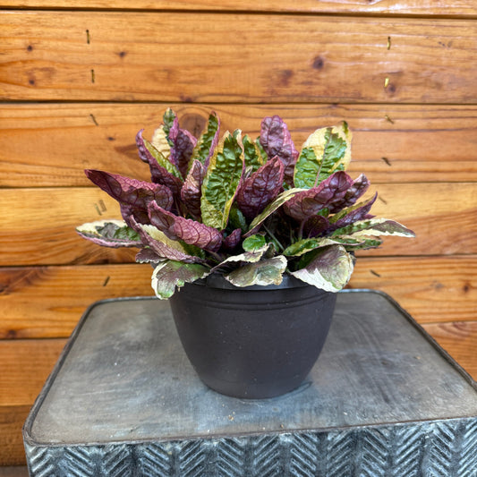 Hemigraphis waffle ("Variegated")