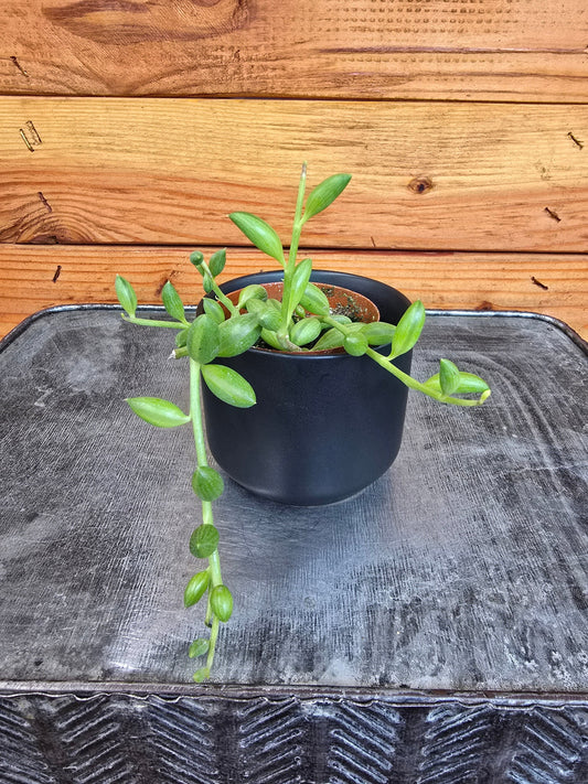 Herreianus watermelons ("String of")