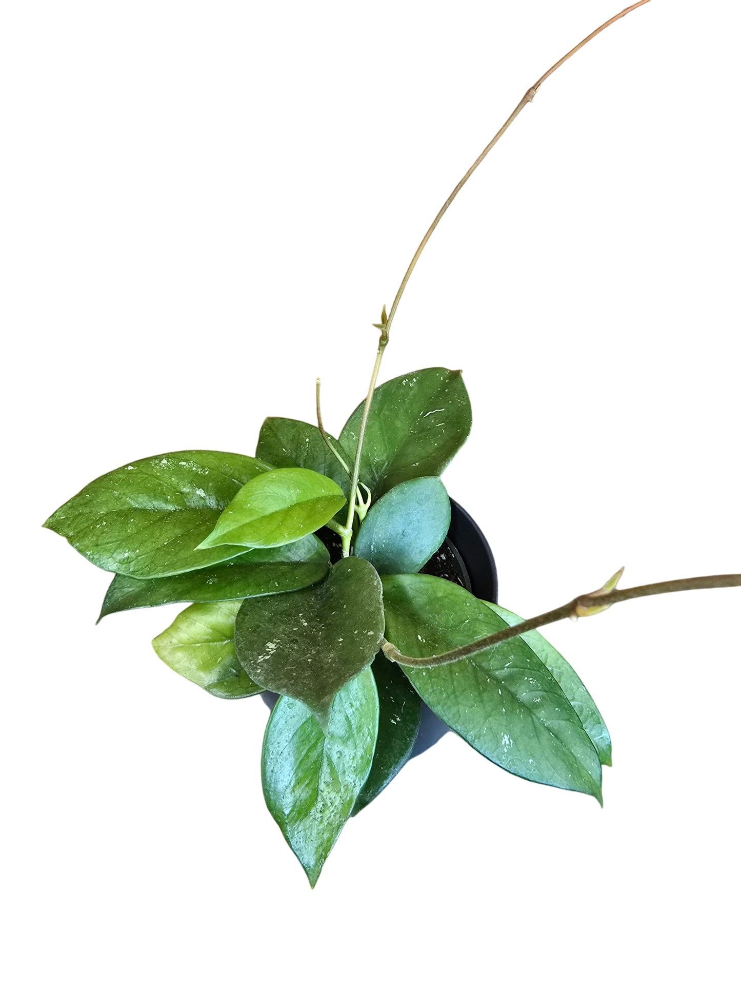 Hoya pubicalyx ("x Fungii")