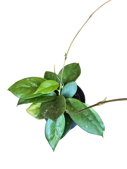 Hoya pubicalyx ("x Fungii")
