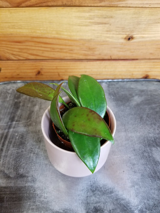 Hoya minahassae