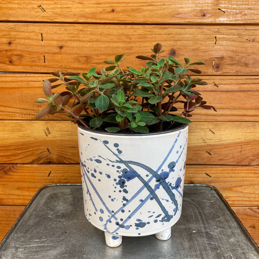 Peperomia ("Red Log")