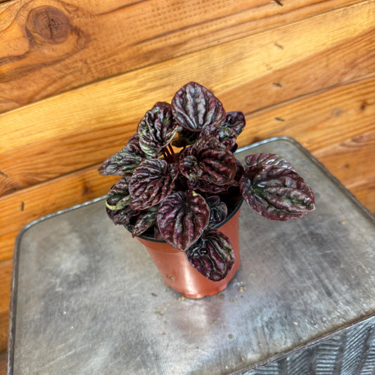 Peperomia luna ("Red")