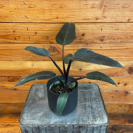 Philodendron majesty