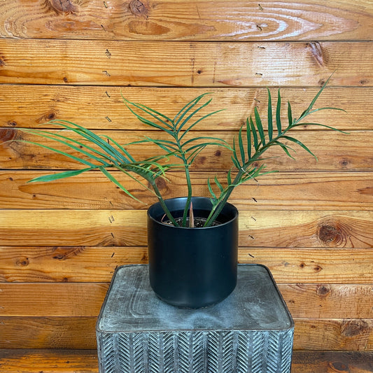 Philodendron tortum