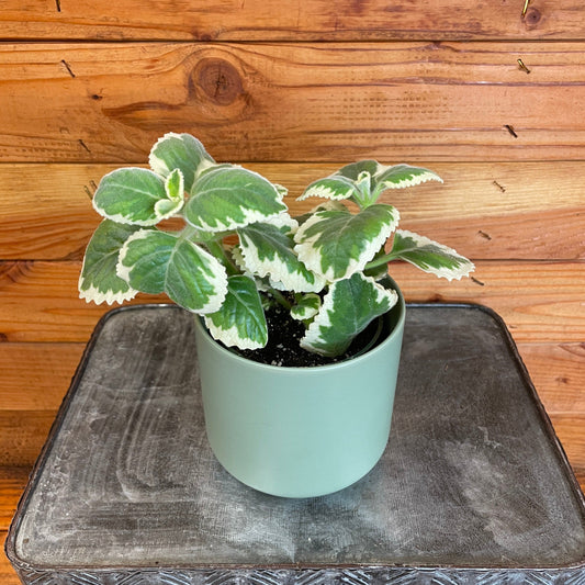 Plectranthus ("Variegated")
