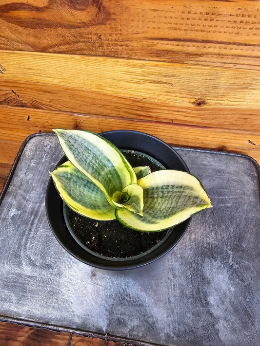 Sansevieria hahnii ("Golden")