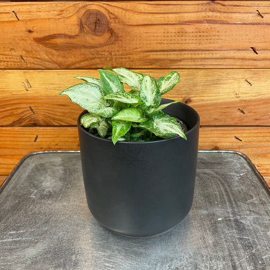 Syngonium podophyllum ("'Three Kings'")