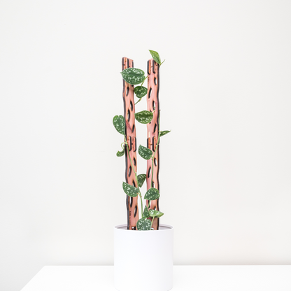 Zella - Wooden Extendable Plant Support